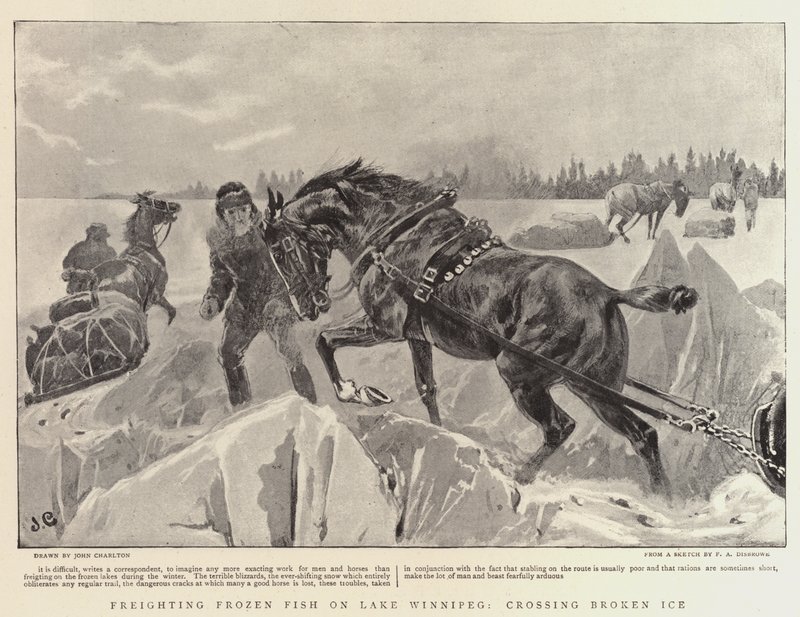 Transport de poissons congelés sur le lac Winnipeg, traversée de la glace brisée - John Charlton
