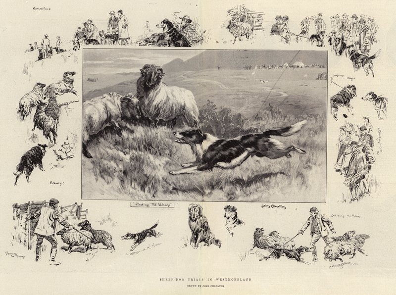 Concours de chiens de berger en Westmoreland - John Charlton