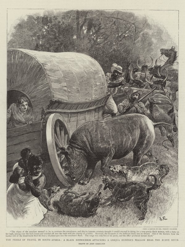 Les périls du voyage en Afrique du Sud, un rhinocéros noir attaquant le chariot d