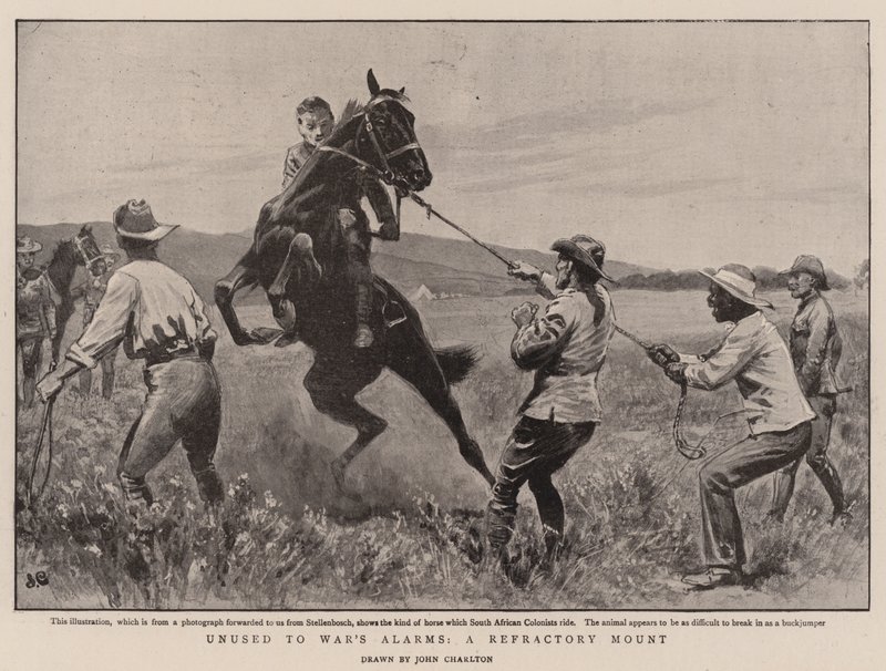 Inhabitué aux alarmes de la guerre, une monture réfractaire - John Charlton
