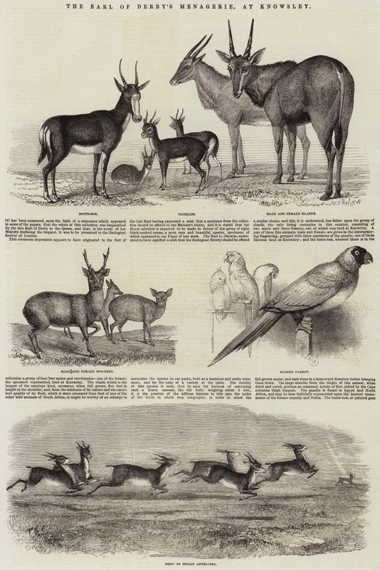 La Ménagerie du Comte de Derby, à Knowsley - John Wykeham Archer
