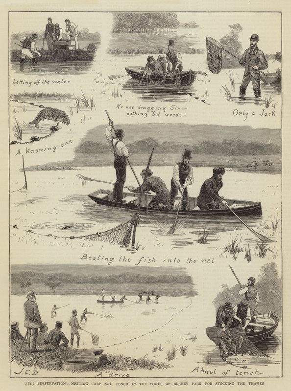 Préservation des poissons, capture de carpes et de tanches dans les étangs de Bushey Park pour le stockage de la Tamise - John Charles Dollman