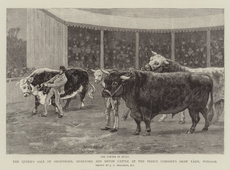 Vente de Shorthorn, Hereford et Devon Cattle de la Reine à la Ferme Shaw du Prince Consort, Windsor - John Charles Dollman