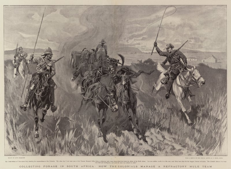Collecte de fourrage en Afrique du Sud, comment les colons gèrent une équipe de mules réfractaires - John Charlton