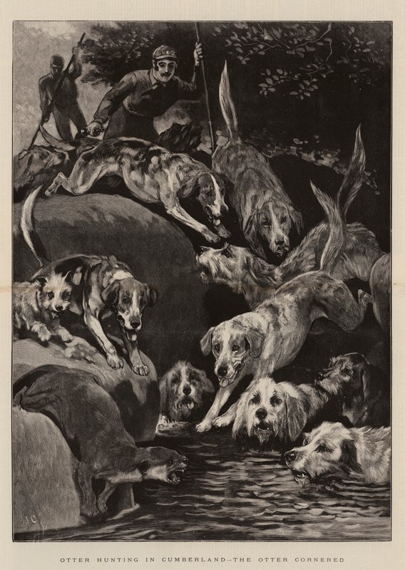 Chasse à la loutre en Cumbria, la loutre acculée - John Charlton