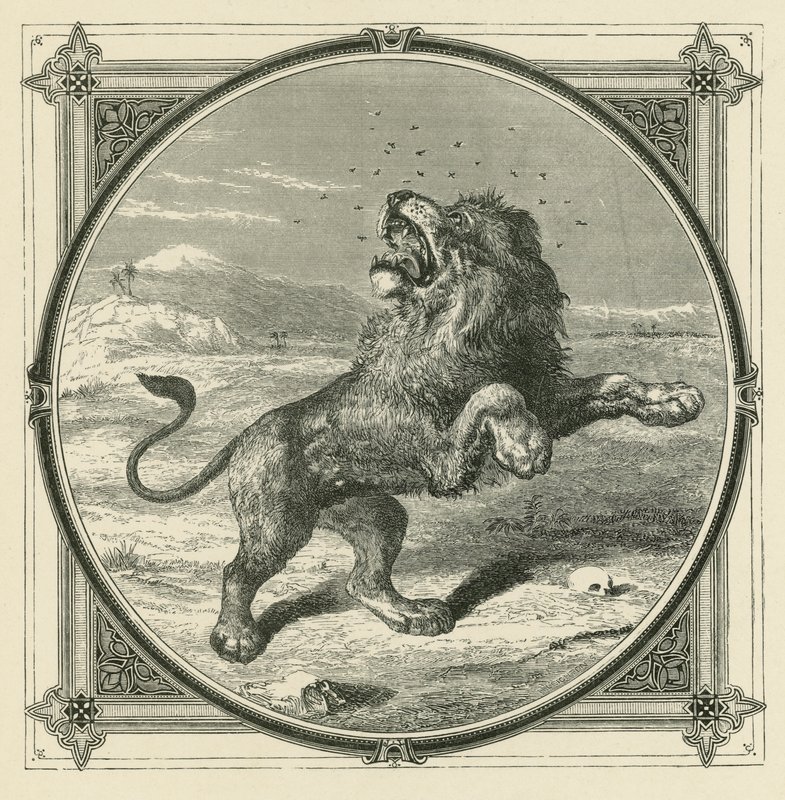 Le moustique pique les yeux du lion - John Leighton