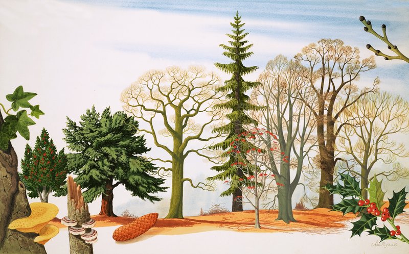 Les arbres en hiver - John Rignall