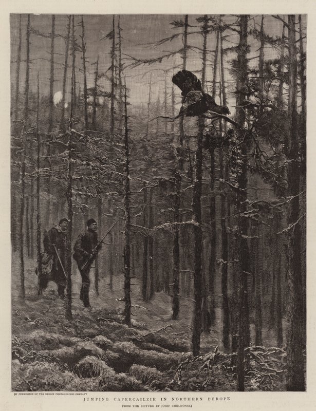 Grand tétras sautant en Europe du Nord - Joseph Chelmonski