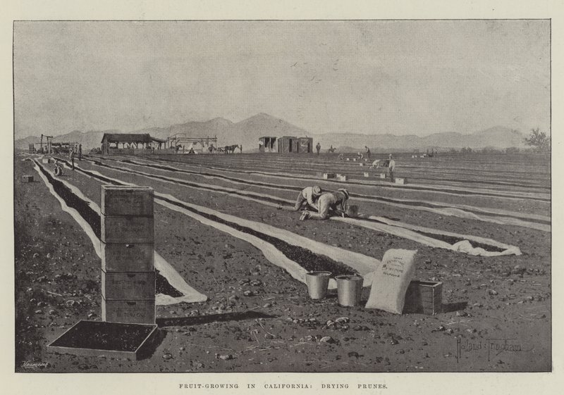 Culture Fruitière en Californie, séchage des Prunes - Joseph Holland Tringham