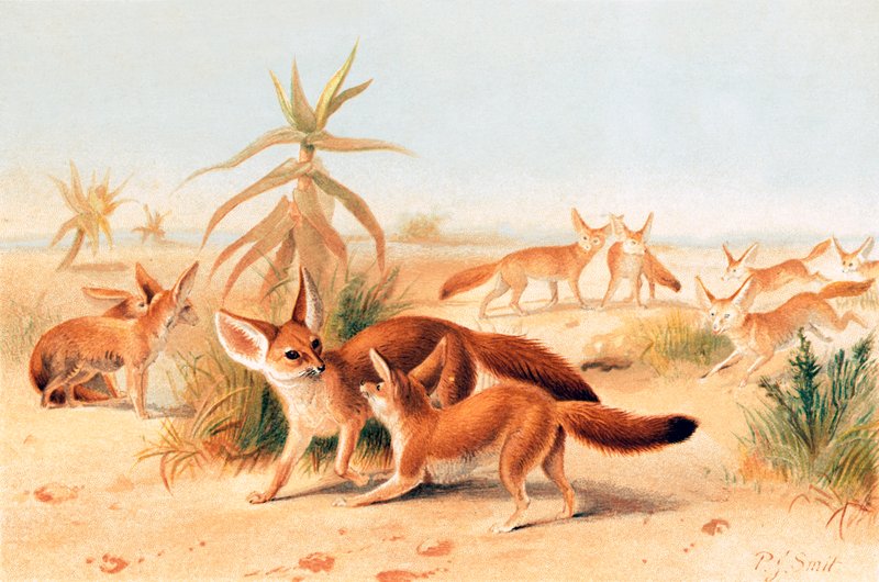 Fennecs africains - Joseph Smit