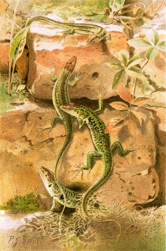 Lézards des murs - Joseph Smit