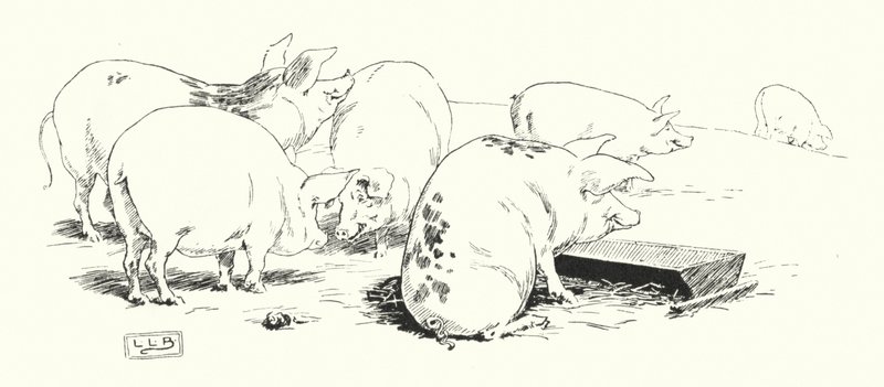 Un cochon à longue queue ou un cochon à courte queue (gravure) - Leonard Leslie Brooke