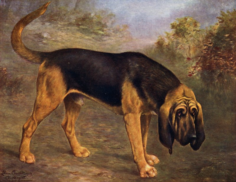 Le Chien de Saint-Hubert Champion Hengist - Lilian Cheviot