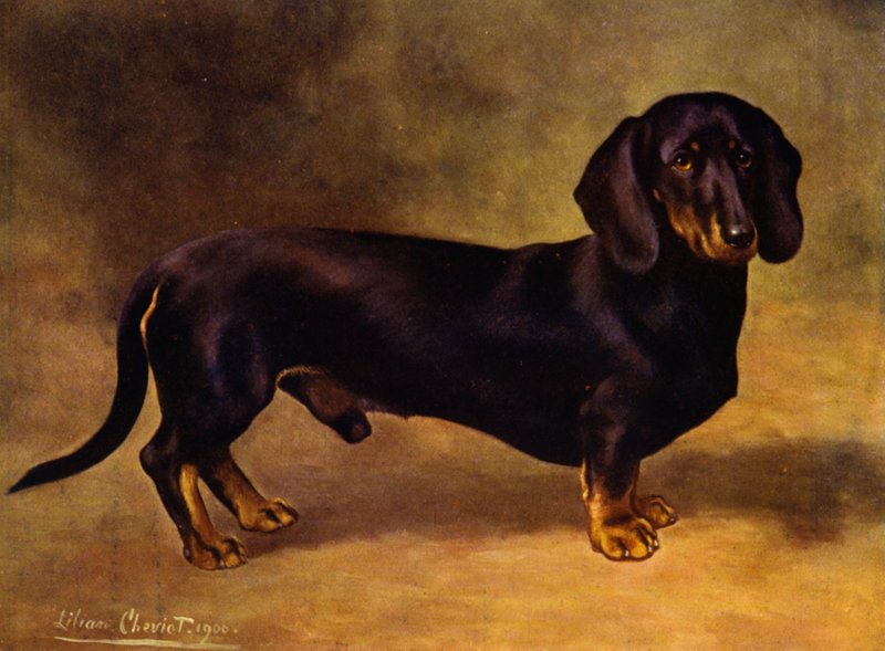 Le Teckel Earl Satin - Lilian Cheviot