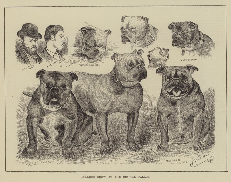 Exposition de bulldogs au Crystal Palace - Louis Wain