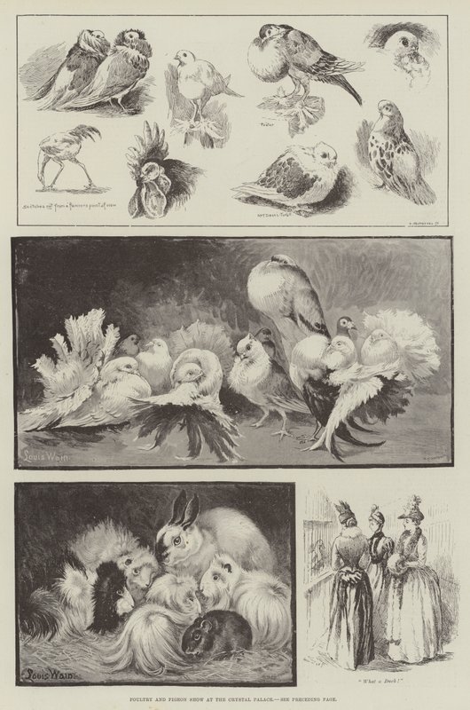 Exposition de volailles et de pigeons au Crystal Palace - Louis Wain