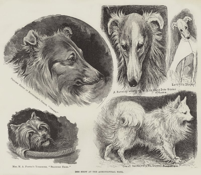 Exposition canine à l