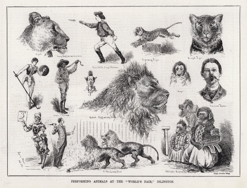 Animaux de spectacle à la "Foire Mondiale", Islington (gravure) - Louis Wain
