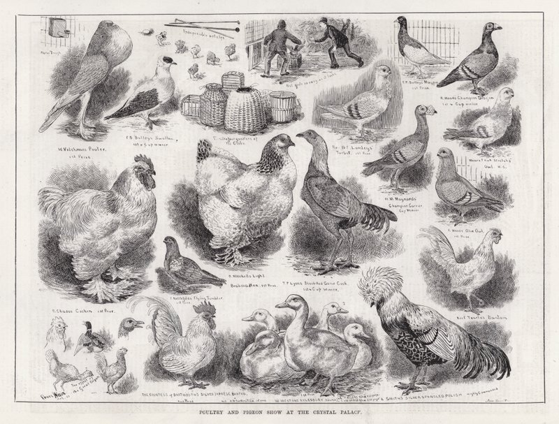 Exposition de volailles et de pigeons au Crystal Palace - Louis Wain