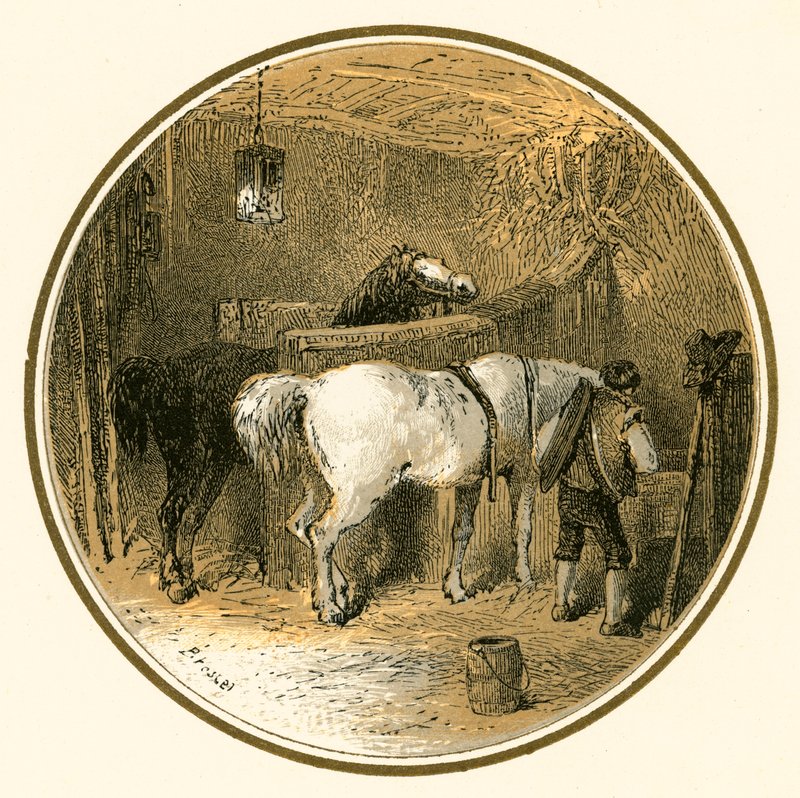 Chevaux dans l