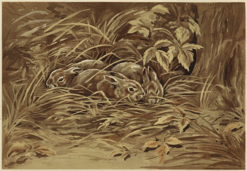 Petits lièvres - N. Parker