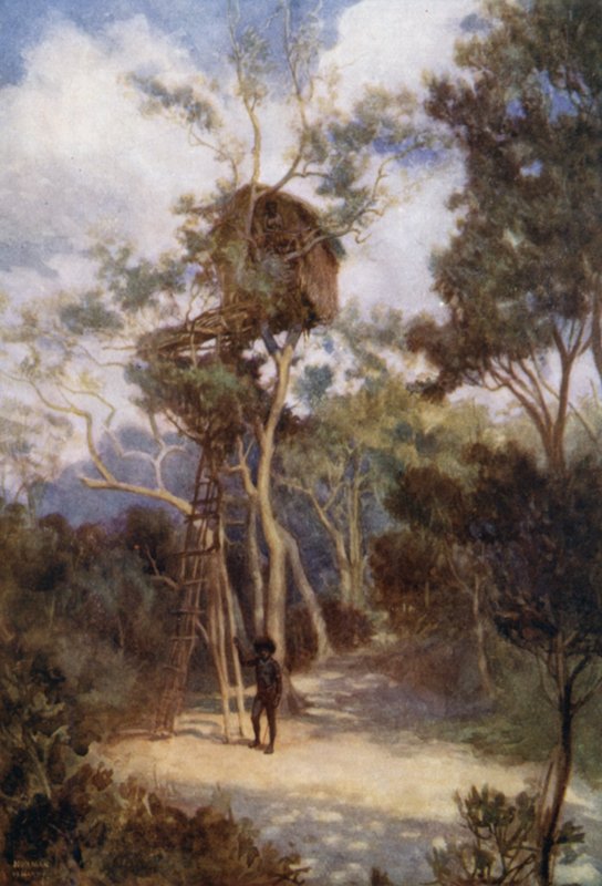 Maison dans un arbre en Nouvelle-Guinée britannique - Norman Hardy