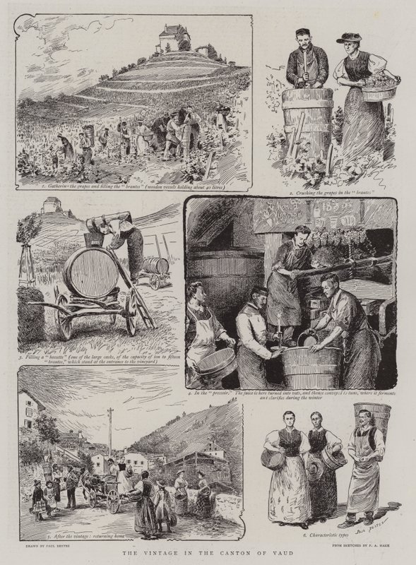 Les vendanges dans le canton de Vaud - Paul Destez