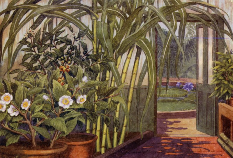 Canne à sucre, théier et caféier - Percy James Billinghurst