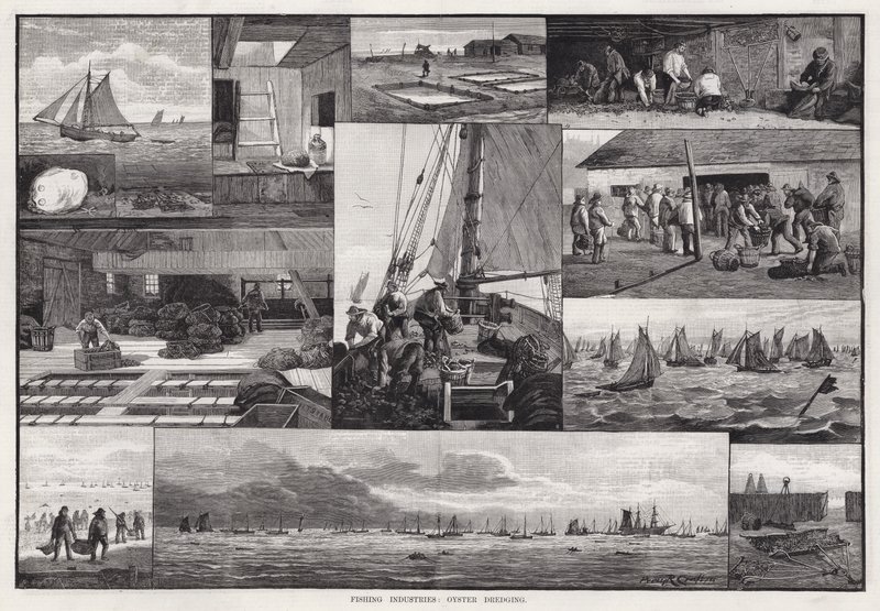 Industries de la pêche, dragage des huîtres - Percy Robert Craft