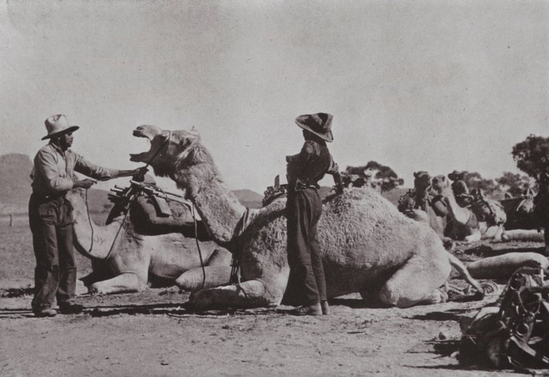 Équipes de chameaux avec des Aborigènes en charge de l