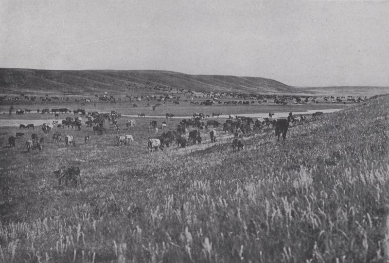 Bétail sur les collines ondulantes de l