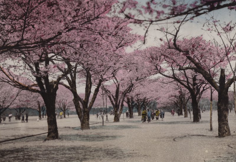 Japon, c.1912 : Cerisiers en fleurs au parc Uyeno, Tokyo - Photographer Japanese