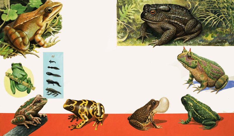 Toutes sortes de grenouilles et de crapauds - R.B. Davis