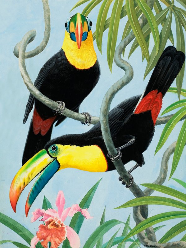 Oiseaux à gros bec - R.B. Davis