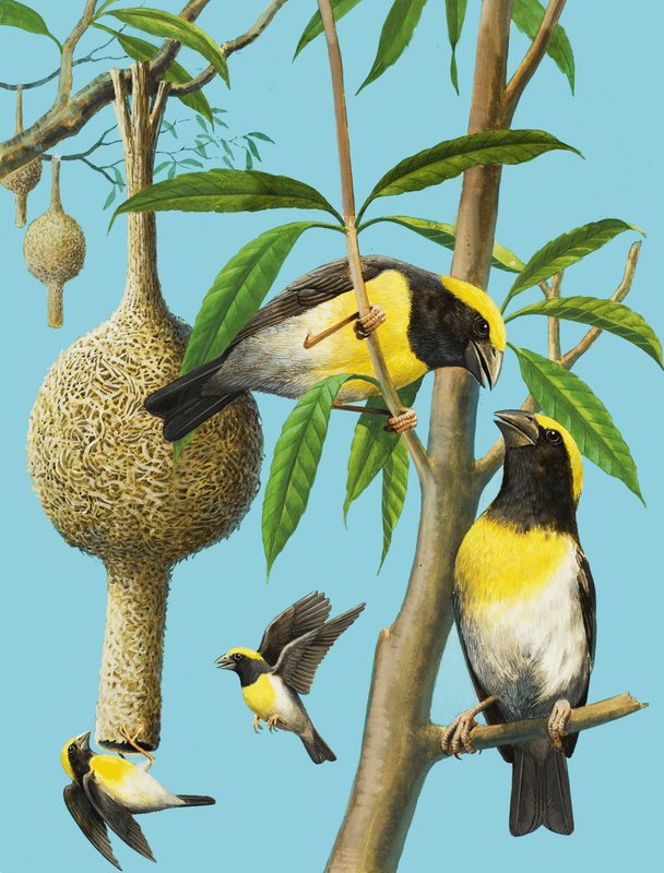 Les oiseaux qui tissent - R.B. Davis
