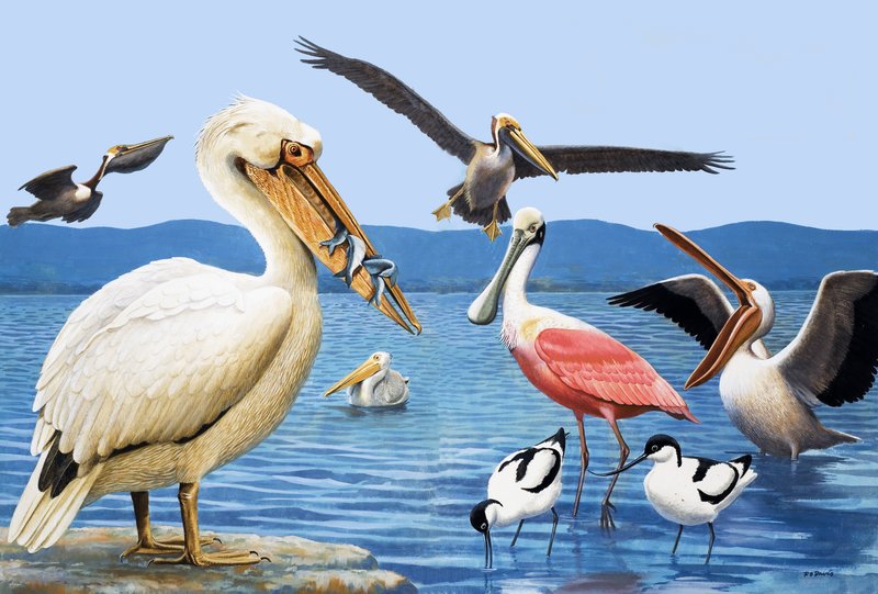 Oiseaux à becs étranges - R.B. Davis