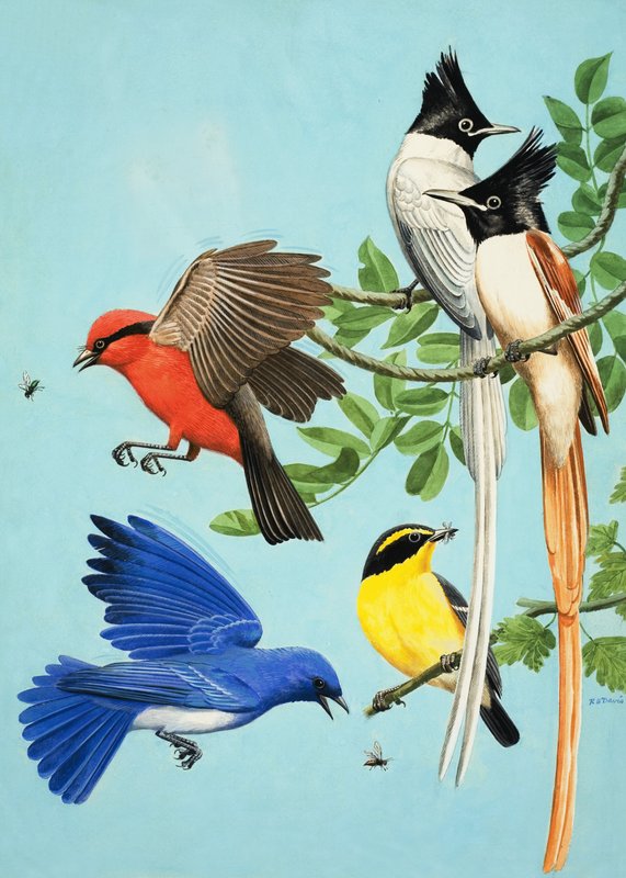 Oiseaux aux couleurs vives - R.B. Davis