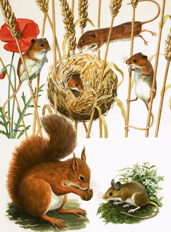Mulots et nid, écureuil et souris à longue queue - R.B. Davis