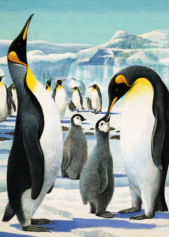 Le roi Pingouin - R.B. Davis