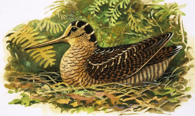 Regarder la nature : La bécasse - R.B. Davis