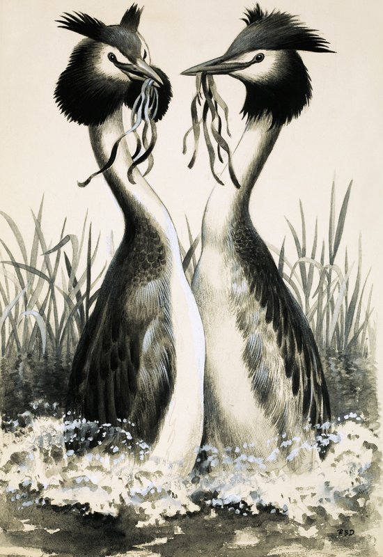 Le grèbe huppé - R.B. Davis