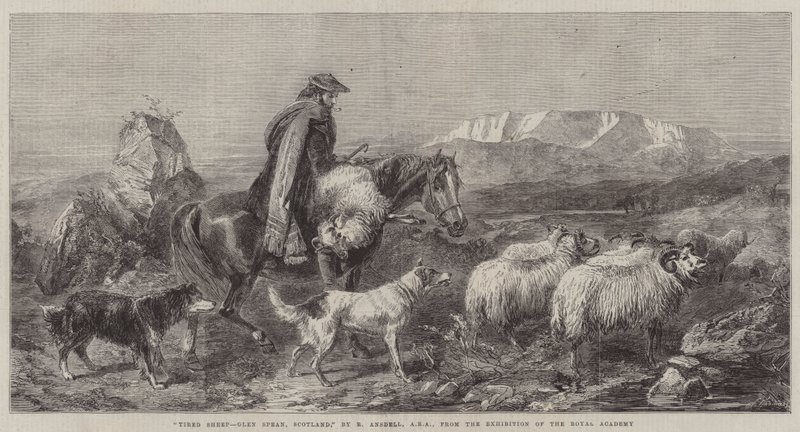 Moutons fatigués, Glen Spean, Écosse, de l