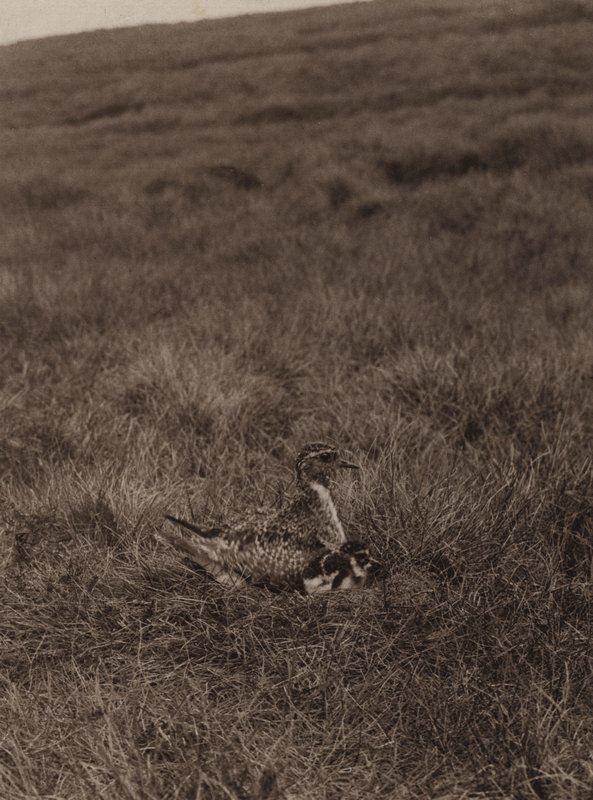 Pluvier doré couvrant ses poussins - Richard and Cherry Kearton