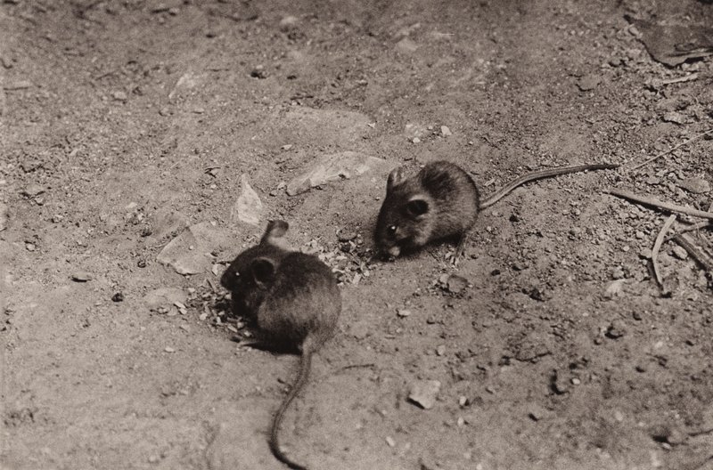 Souris au souper - Richard and Cherry Kearton