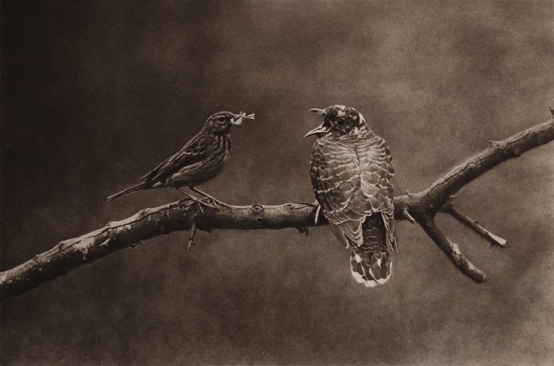 Pipit des arbres nourrissant un jeune coucou - Richard and Cherry Kearton