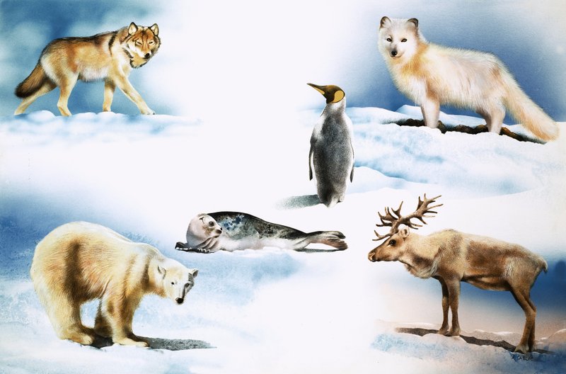 Animaux de l