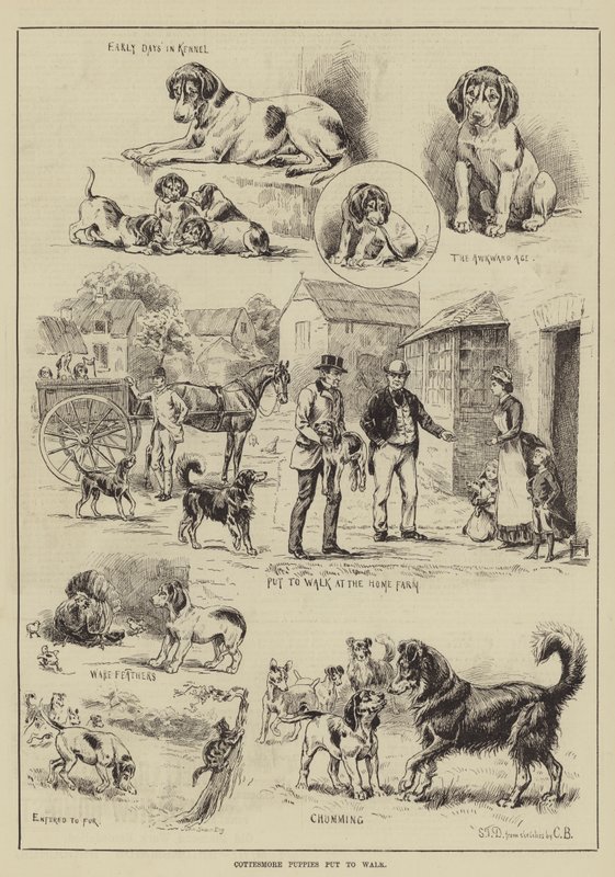 Chiots de Cottesmore mis en promenade - S.T. Dadd