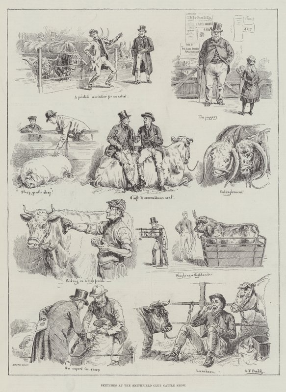 Croquis au Smithfield Club Cattle Show - S.T. Dadd