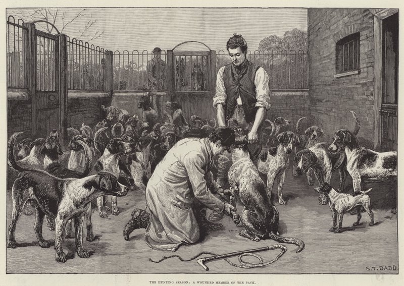 La saison de chasse, un membre blessé de la meute (gravure) - S. T. Dadd