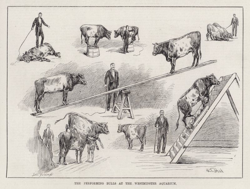 Les taureaux performants à l